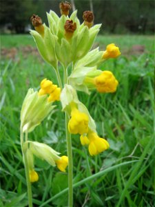 Echte Schlüsselblume (Primula veris) an einer alten Römerstraße im Simbachtal, einst Jakobsweg