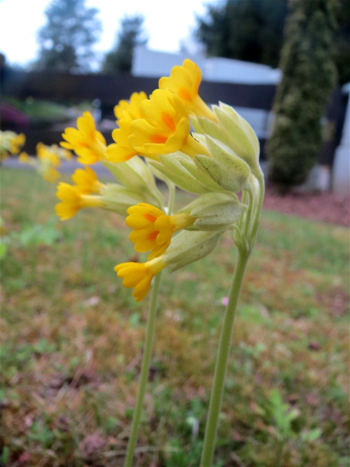 Echte Schlüsselblume (Primula veris) im Simbachtal