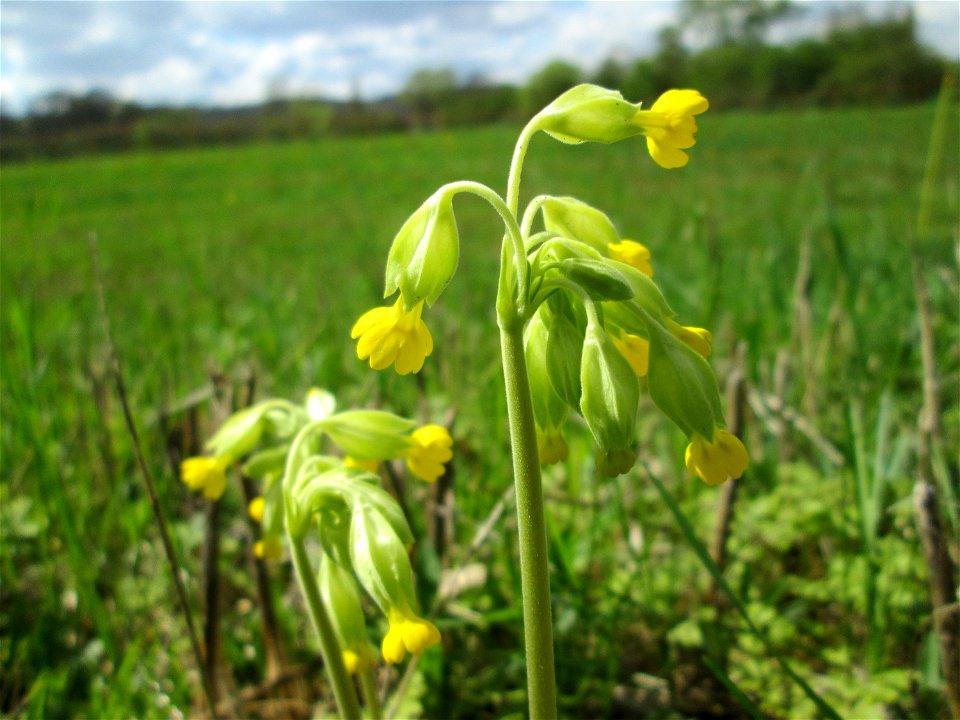 Echte Schlüsselblume (Primula veris) an der Saar bei Grosbliederstroff