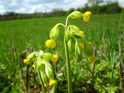 Echte Schlüsselblume (Primula veris) an der Saar bei Grosbliederstroff
