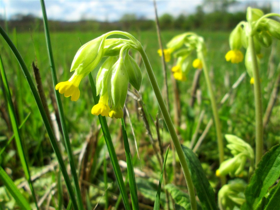Echte Schlüsselblume (Primula veris) an der Saar bei Grosbliederstroff