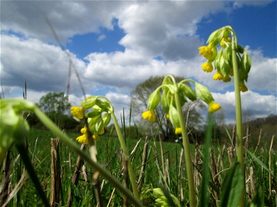 Echte Schlüsselblume (Primula veris) an der Saar bei Grosbliederstroff