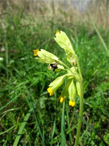 Echte Schlüsselblume (Primula veris) auf einer Saarauenwiese bei Grosbliederstroff - in 2015 wurde diese Wiese in einen geflegten Zustand versetzt. Leider ist seither nichts mehr geschehen, so dass si
