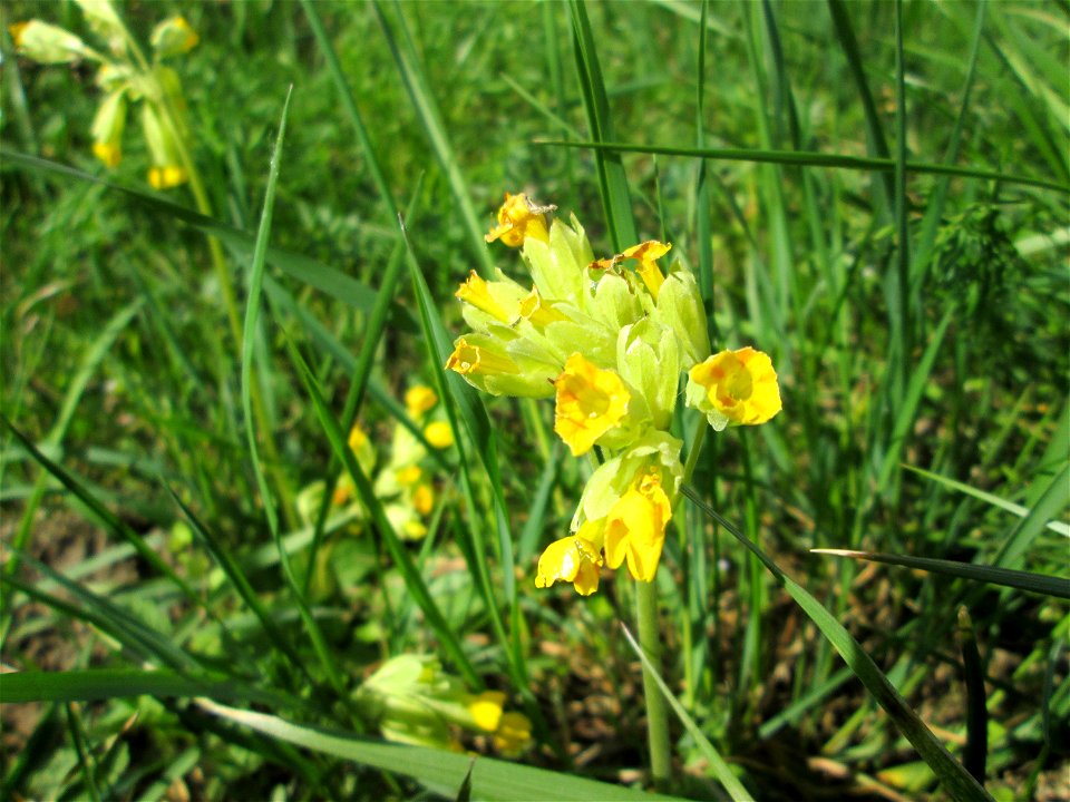 Echte Schlüsselblume (Primula veris) auf einer Saarauenwiese bei Grosbliederstroff - in 2015 wurde diese Wiese in einen geflegten Zustand versetzt. Leider ist seither nichts mehr geschehen, so dass si