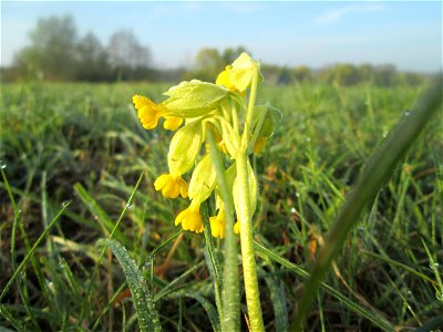 Echte Schlüsselblume (Primula veris) in der Malscher Aue