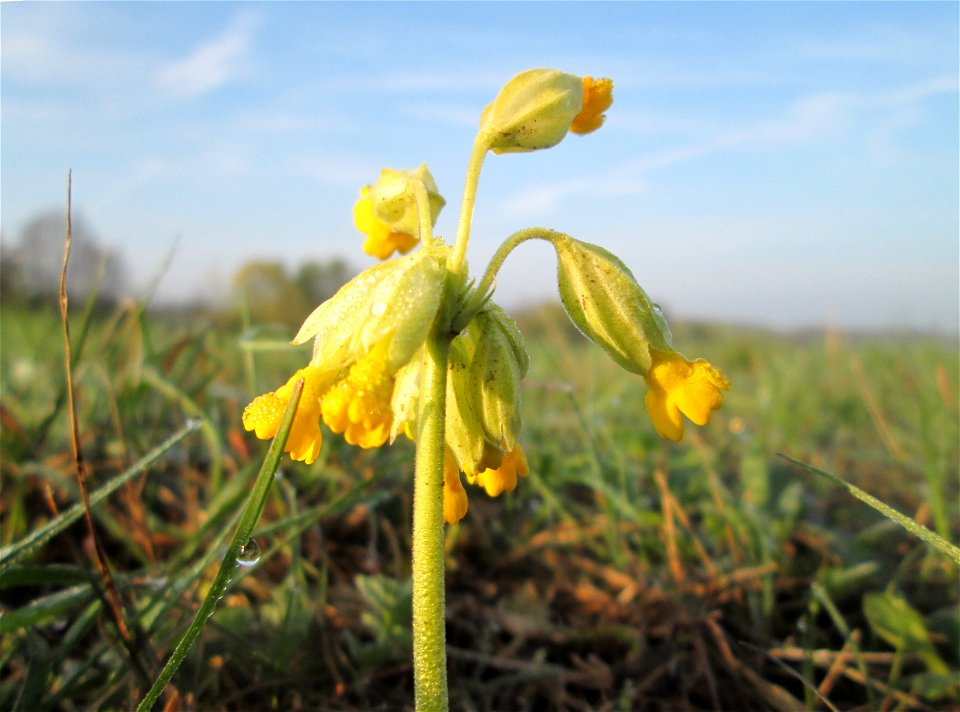 Echte Schlüsselblume (Primula veris) in der Malscher Aue
