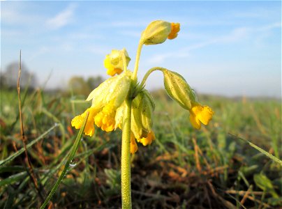 Echte Schlüsselblume (Primula veris) in der Malscher Aue