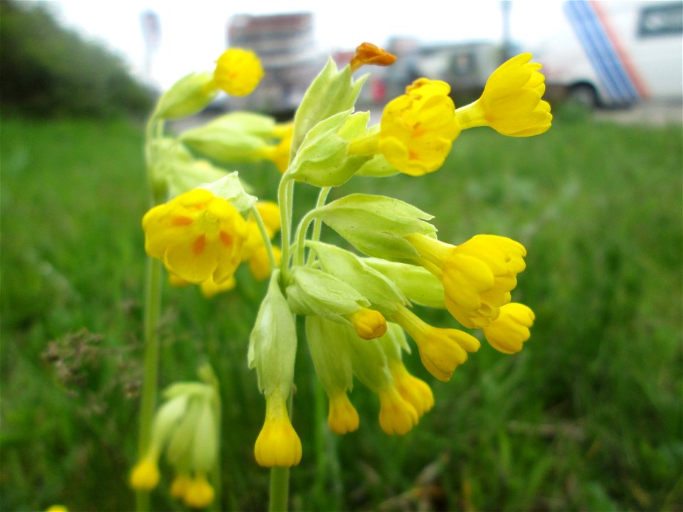Echte Schlüsselblume (Primula veris) in Saarbrücken