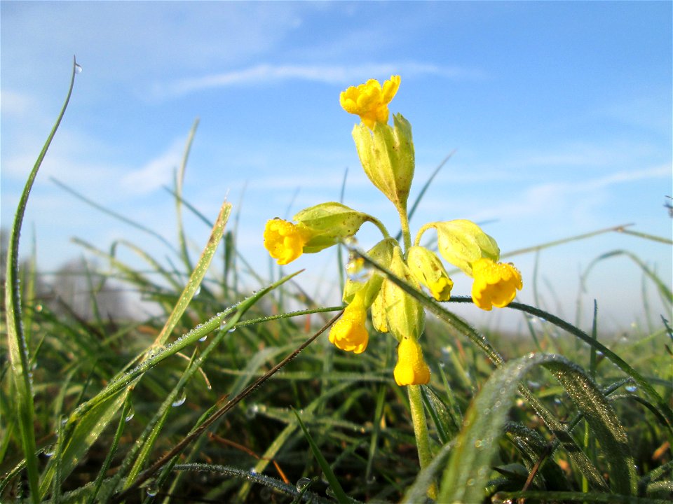 Echte Schlüsselblume (Primula veris) in der Malscher Aue
