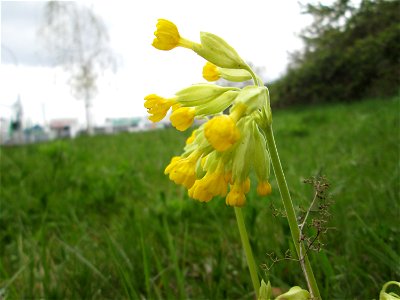 Echte Schlüsselblume (Primula veris) in Saarbrücken