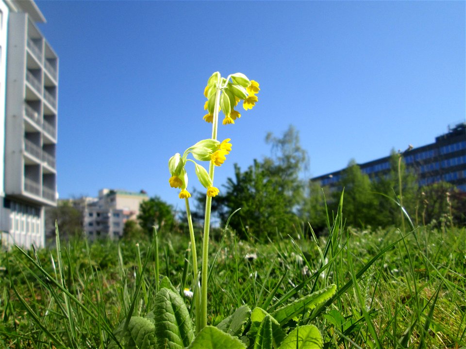 Echte Schlüsselblume (Primula veris) am Ev. Krankenhaus in Saarbrücken