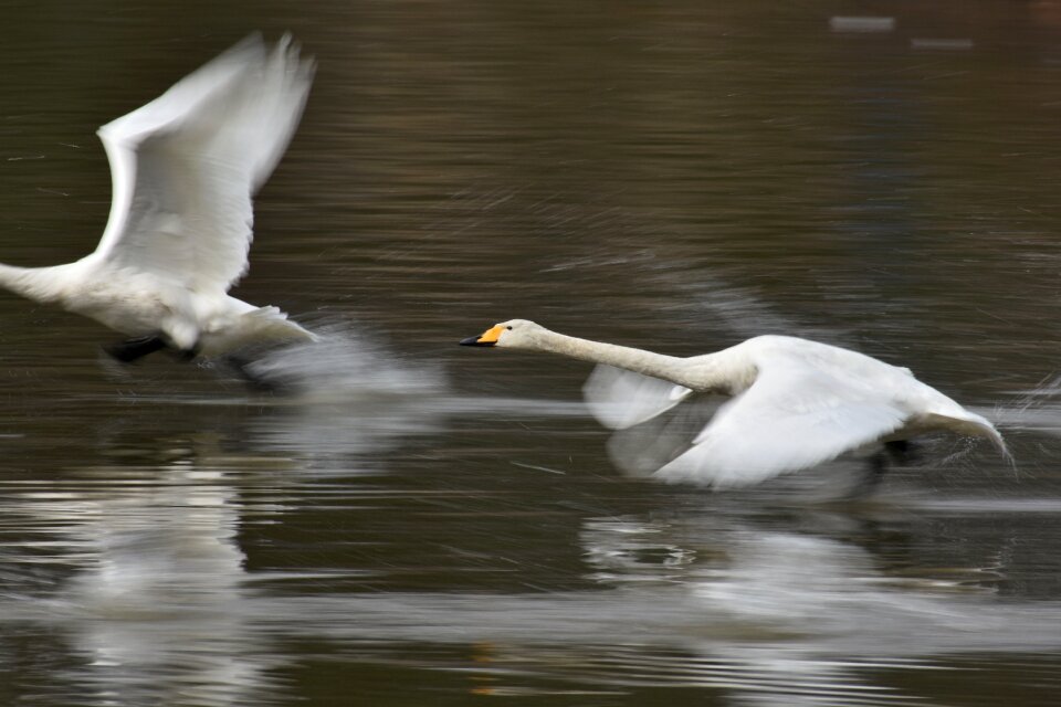Bird wild birds waterfowl