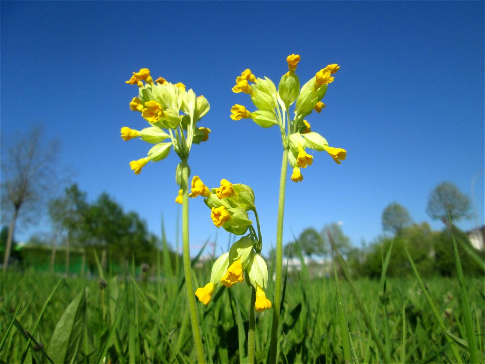 Echte Schlüsselblume (Primula veris) auf einer Wiese an der Ostspange in Saarbrücken