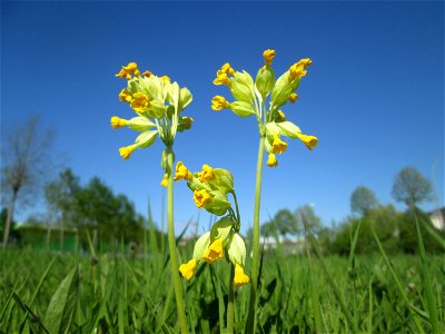 Echte Schlüsselblume (Primula veris) auf einer Wiese an der Ostspange in Saarbrücken