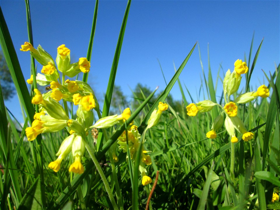 Echte Schlüsselblume (Primula veris) auf einer Wiese an der Ostspange in Saarbrücken