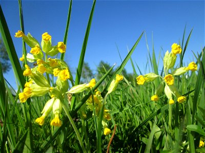 Echte Schlüsselblume (Primula veris) auf einer Wiese an der Ostspange in Saarbrücken