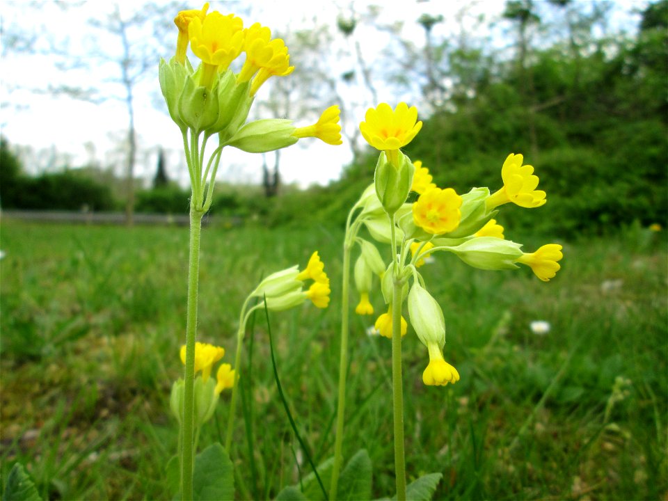 Echte Schlüsselblume (Primula veris) in Sankt Arnual