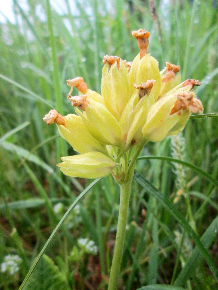 Echte Schlüsselblume (Primula veris) im Landschaftsschutsgebiet „Saalbachniederung“, verblüht