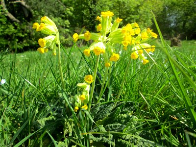 Echte Schlüsselblume (Primula veris) am Nußberg (Landschaftsschutzgebiet) in Alt-Saarbrücken