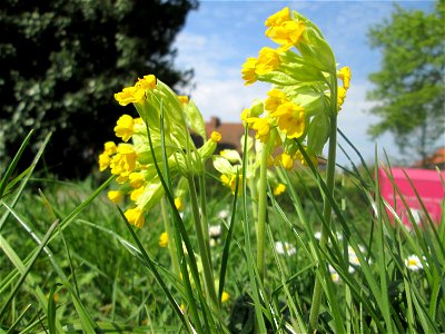 Echte Schlüsselblume (Primula veris) am Nußberg (Landschaftsschutzgebiet) in Alt-Saarbrücken