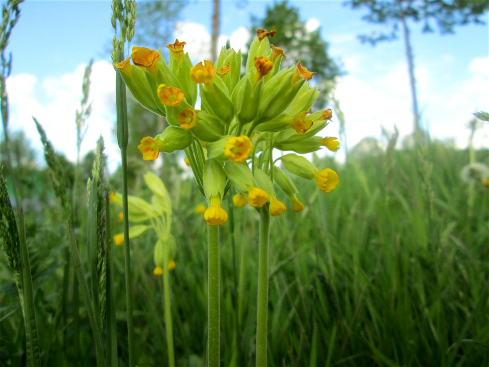 Echte Schlüsselblume (Primula veris) in Saarbrücken