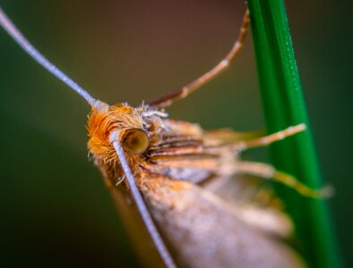 Insect mol lepidoptera