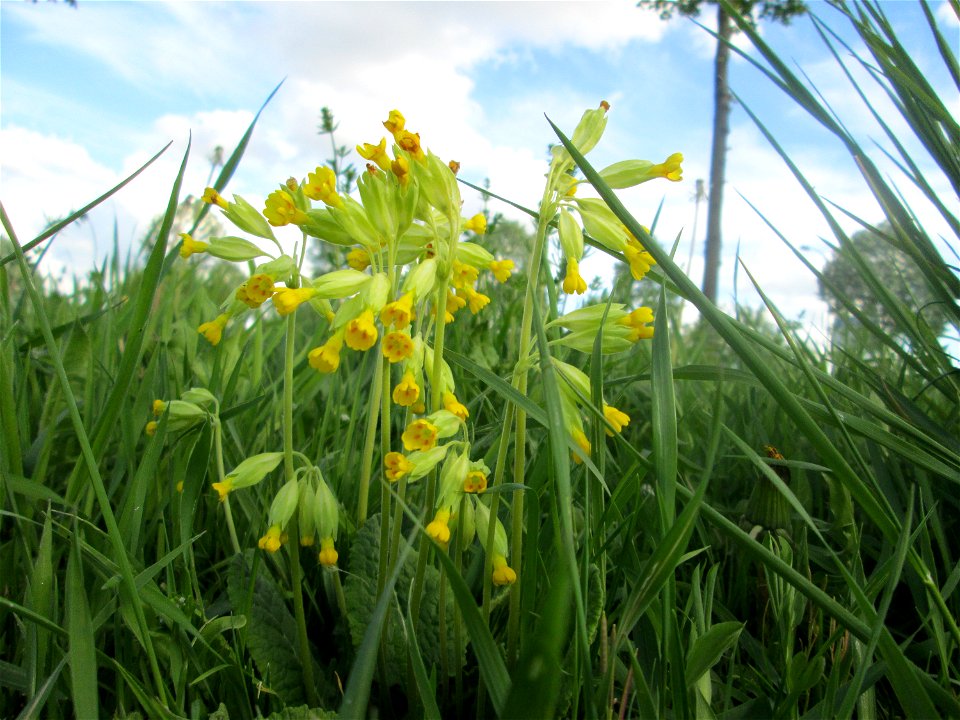 Echte Schlüsselblume (Primula veris) in Saarbrücken