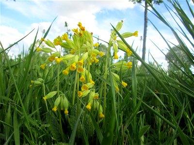 Echte Schlüsselblume (Primula veris) in Saarbrücken