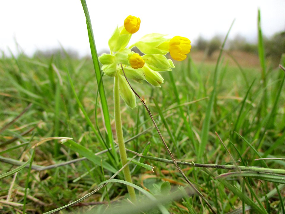 Echte Schlüsselblume (Primula veris) im Naturschutzgebiet „Birzberg, Honigsack/Kappelberghang“