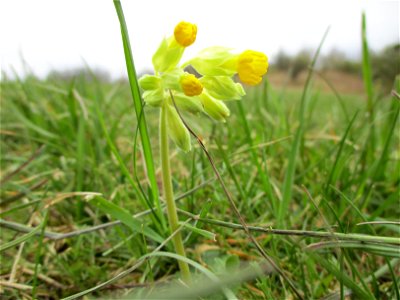 Echte Schlüsselblume (Primula veris) im Naturschutzgebiet „Birzberg, Honigsack/Kappelberghang“ photo