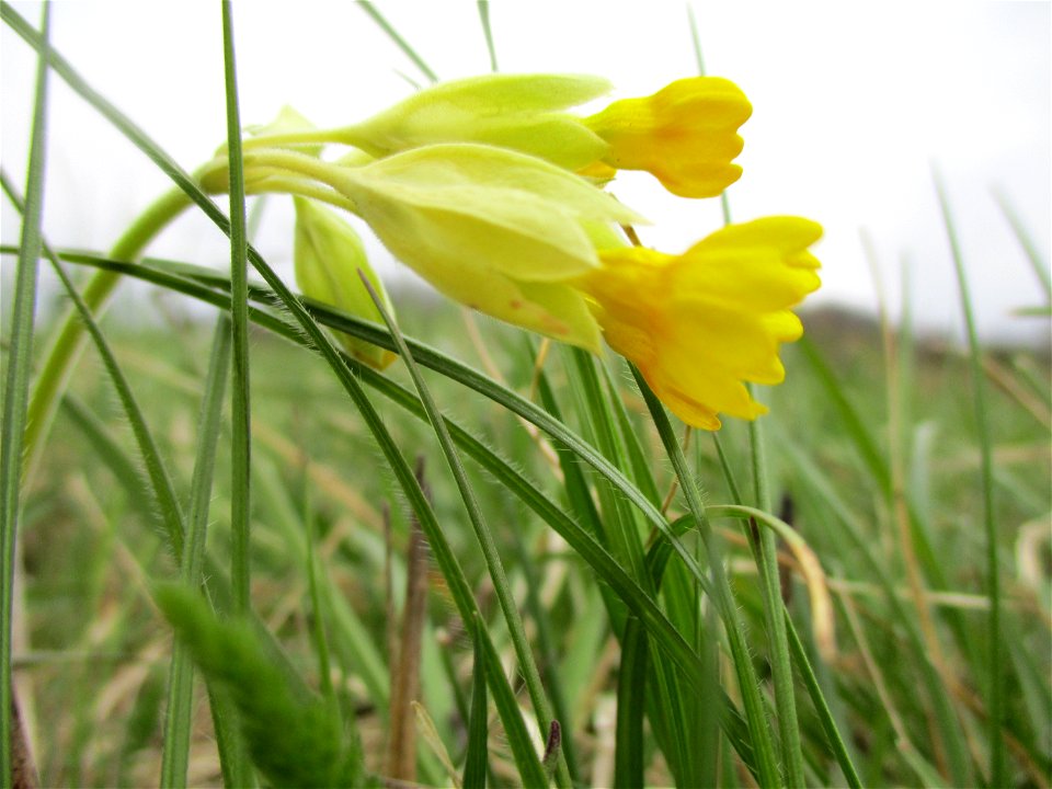 Echte Schlüsselblume (Primula veris) im Naturschutzgebiet „Birzberg, Honigsack/Kappelberghang“