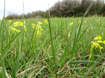 Echte Schlüsselblume (Primula veris) im Naturschutzgebiet „Birzberg, Honigsack/Kappelberghang“ photo