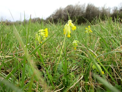 Echte Schlüsselblume (Primula veris) im Naturschutzgebiet „Birzberg, Honigsack/Kappelberghang“ photo