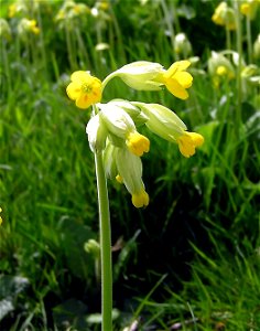 A Cowslip in spring in England (Cam Long Down in Gloucestershire), showing how limited depth of field is a great advantage in separating the flower from the background. Photographed by Adrian Pingsto photo