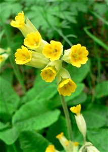 Image title: Cowslip flower Image from Public domain images website, http://www.public-domain-image.com/full-image/flora-plants-public-domain-images-pictures/flowers-public-domain-images-pictures/cows photo