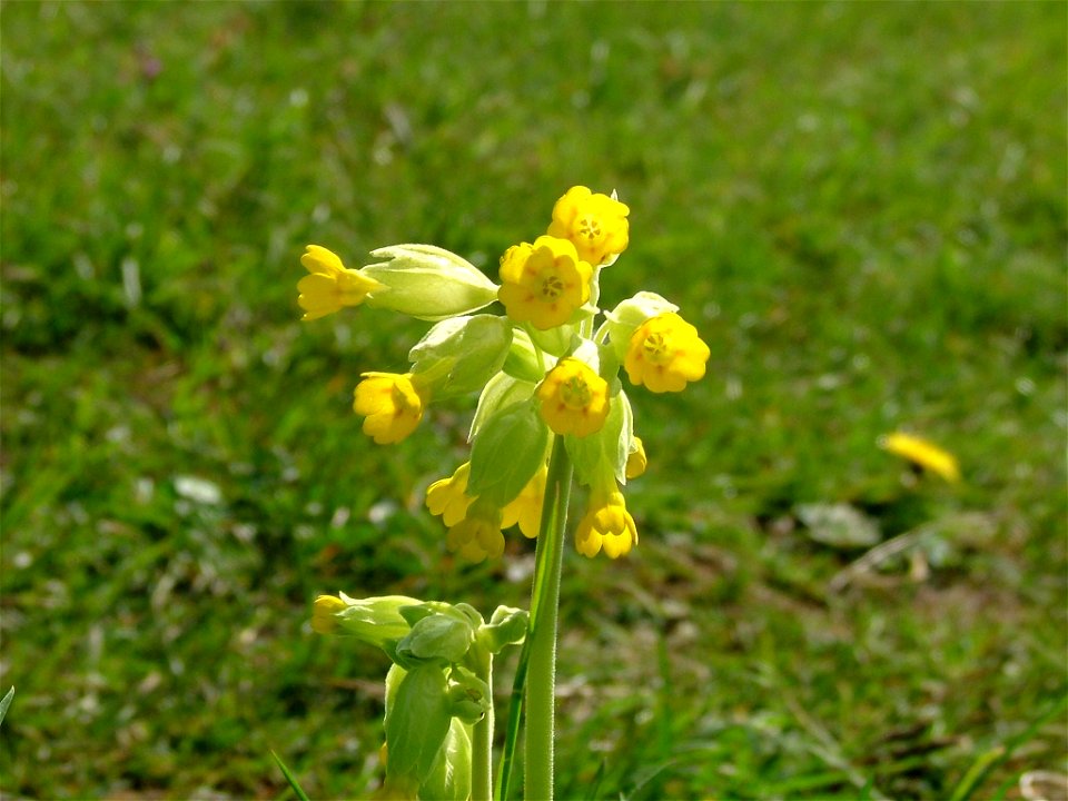 A Primula veris, or cowslip, on Selsley common, in Gloucestershire, UK. Primula veris