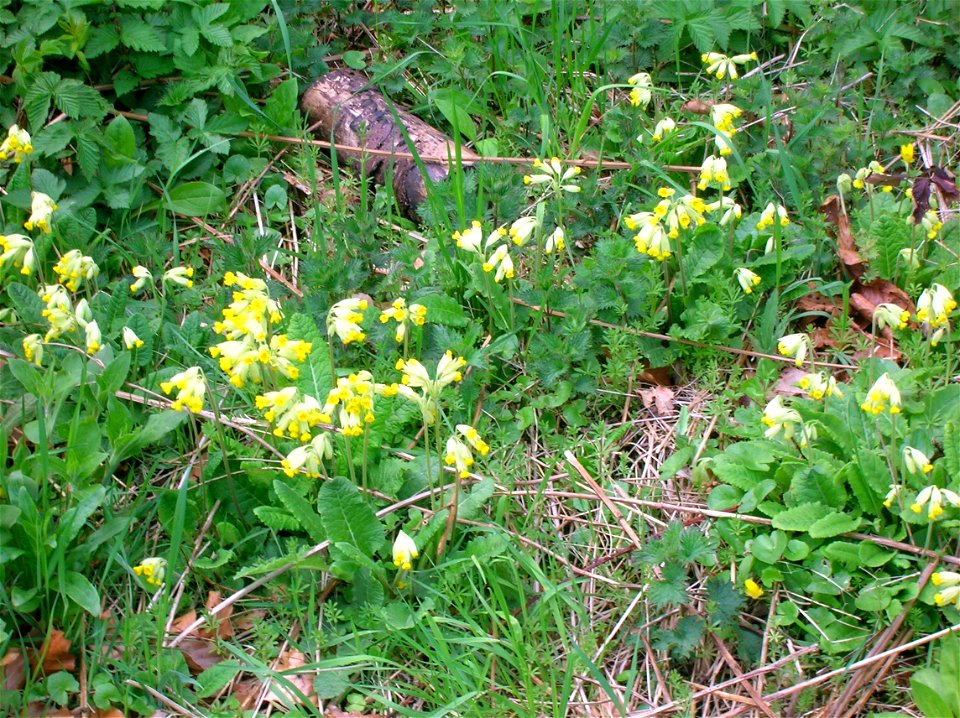 Primula veris in a meadow at Dalgarven Mill, Kilwinning, Ayrshire, Scotland