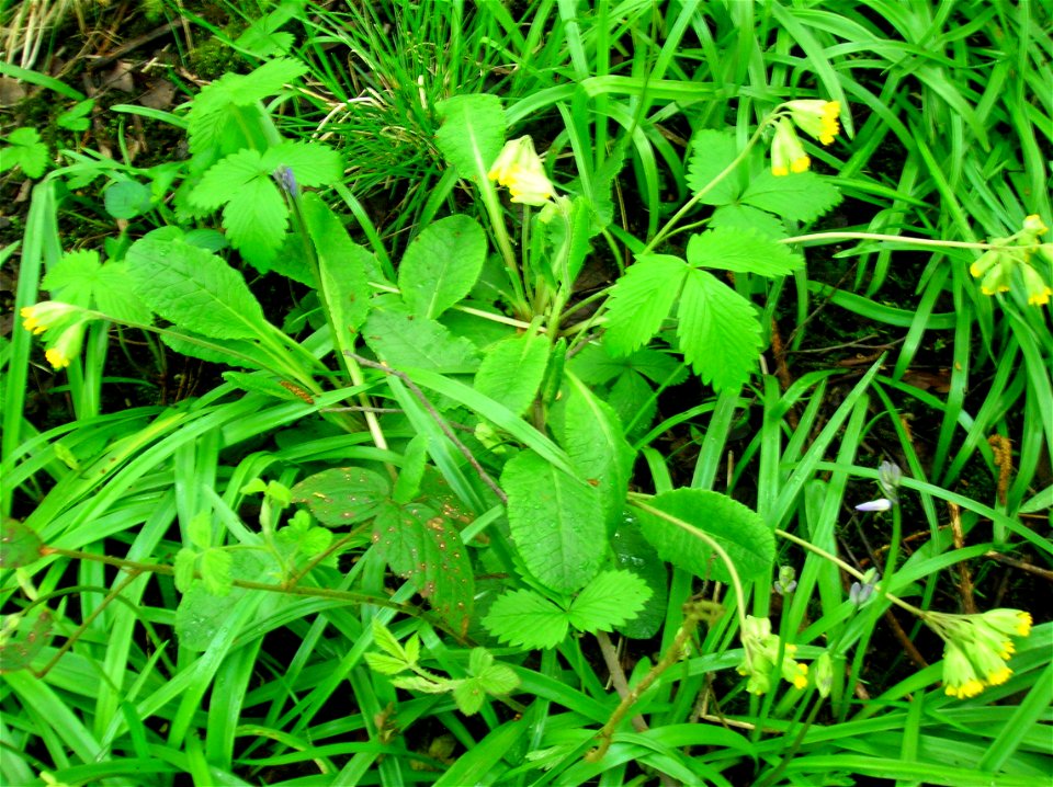 Cowslips (Primula veris) at Eglinton, North Ayrshire, Scotland.