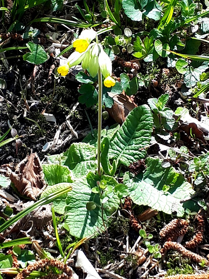 Cowslip in the parc de l'Aulnaye à Vaires-sur-Marne (Seine-et-Marne, France).