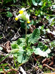 Cowslip in the parc de l'Aulnaye à Vaires-sur-Marne (Seine-et-Marne, France).