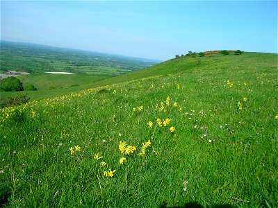 Cowslips in ancient pasture on the downs above West Firle, East Sussex, England.