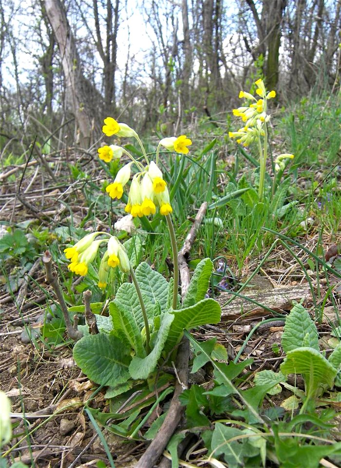 Primula veris, prvosenka, Brno Komín, Chochola