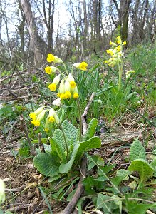 Primula veris, prvosenka, Brno Komín, Chochola photo