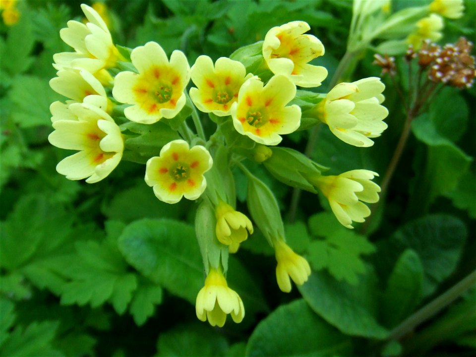 Primula veris, picture taken at the Botanische Tuin TU Delft