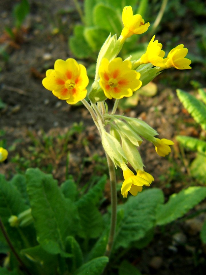 Primula aurantiaca