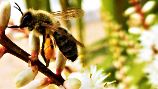 Honey insect pollen photo