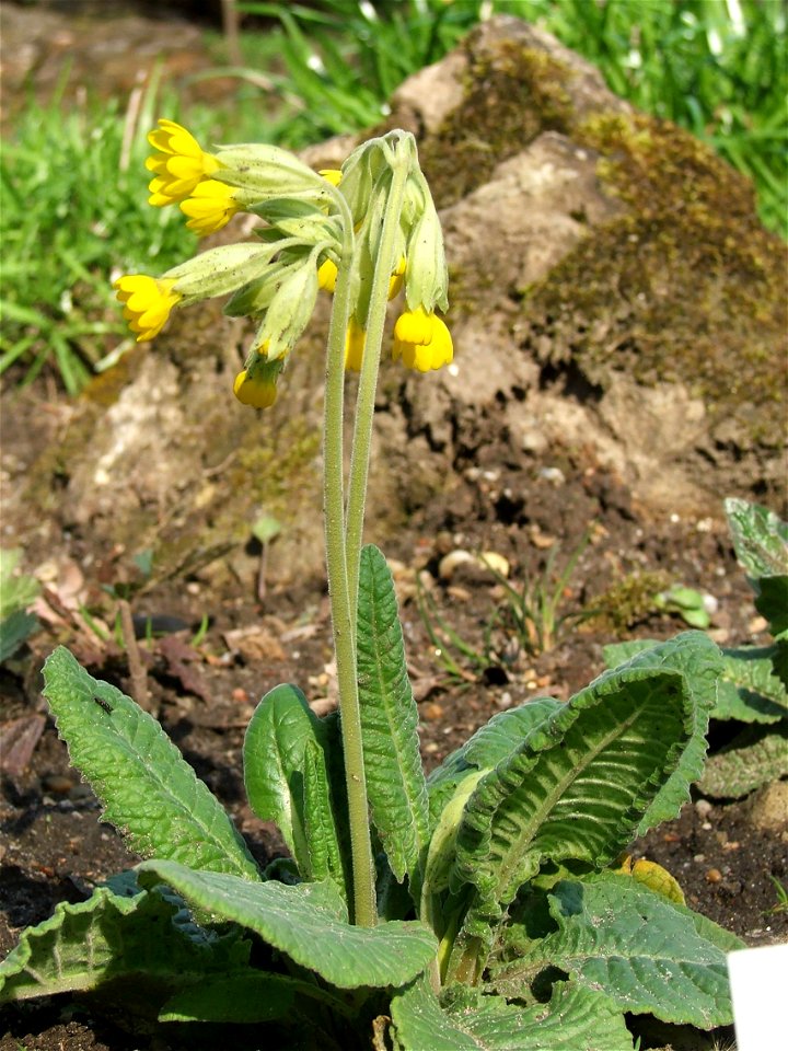 Primula veris subsp. columnae - MTA Botanic Garden Vácrátót, Hungary