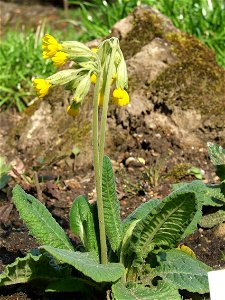Primula veris subsp. columnae - MTA Botanic Garden Vácrátót, Hungary
