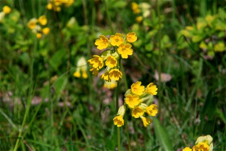 Cowslips on the Ridgeway National Trail in Buckinghamshire