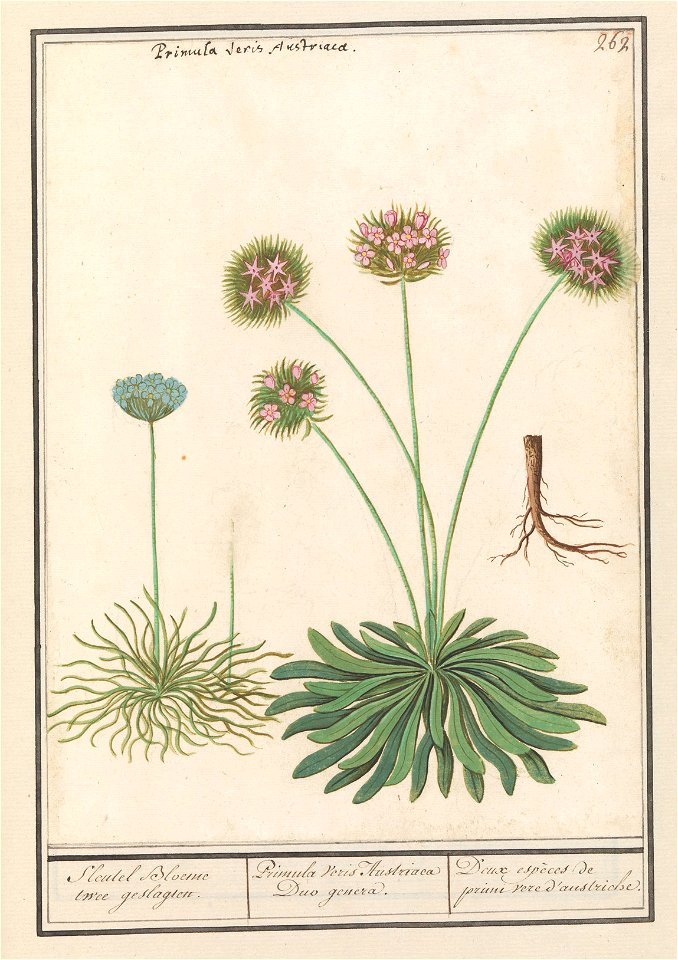 IdentificatieTitel(s): Sleutelbloem (Primula)Sleutel Bloeme twee geslagten. / Primula Veris Austriaca Duo genera. / Deux espèces de prime vere d'austriche (titel op object)Objecttype: tekening Objectn